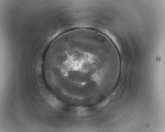 X0000095110153200712071225