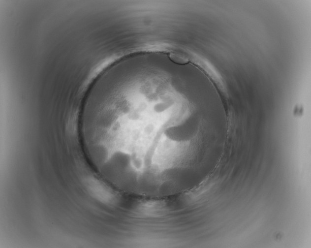 X0000095110155200712071225