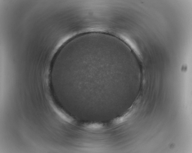 X0000095110156200712071225