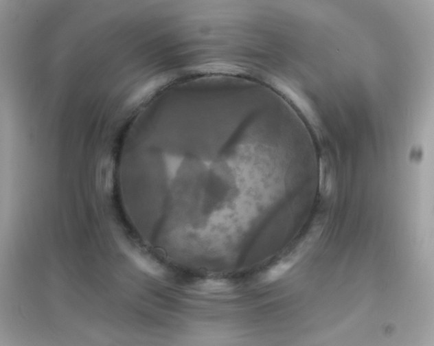 X0000095110157200712071225