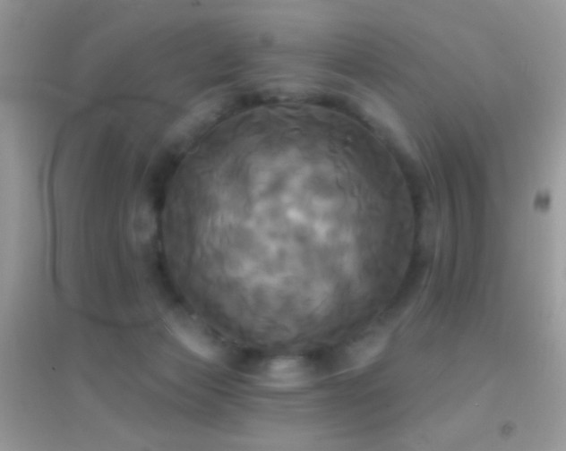 X0000095110173200712071226