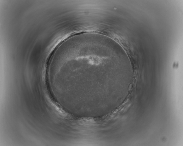 X0000095110194200712071225