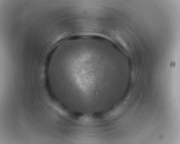 X0000095110211200712071225