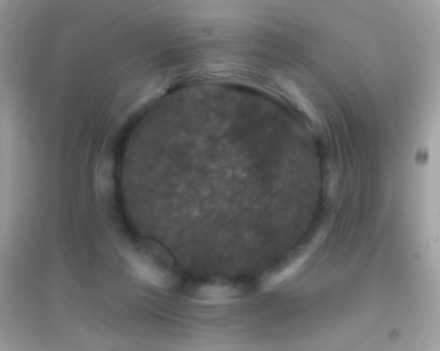 X0000095110213200712071225