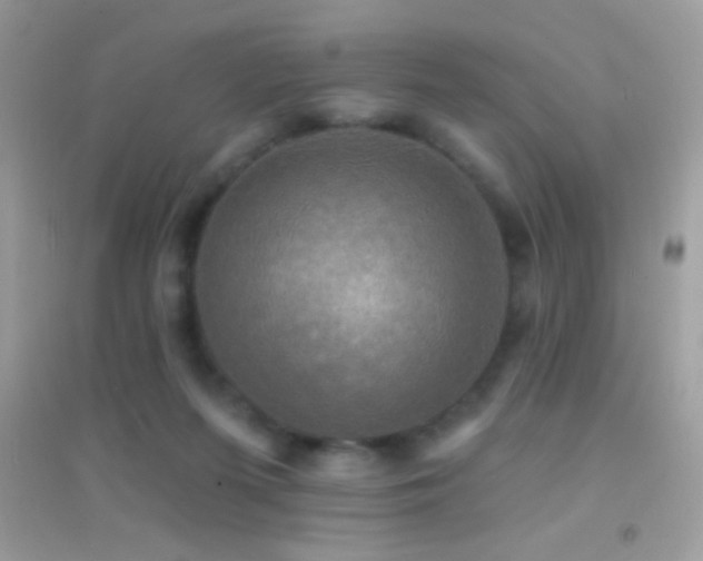 X0000095110215200712071225