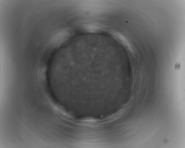 X0000095110217200712071225