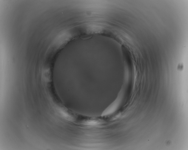 X0000095110224200712071225