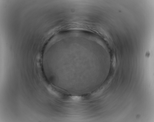 X0000095110233200712071224