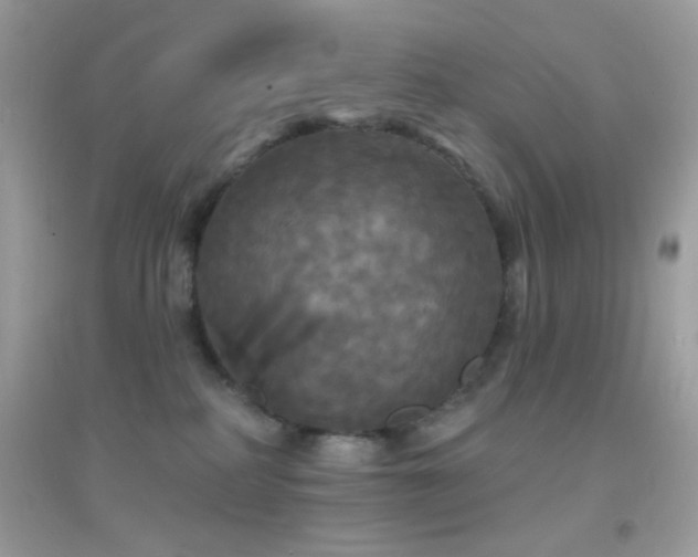 X0000095110234200712071224