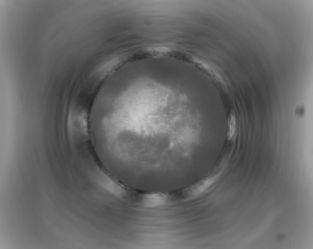 X0000095110238200712071224