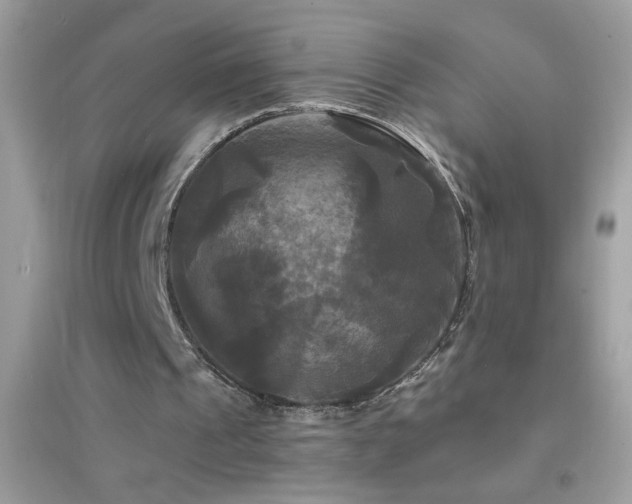 X0000095110241200712071224