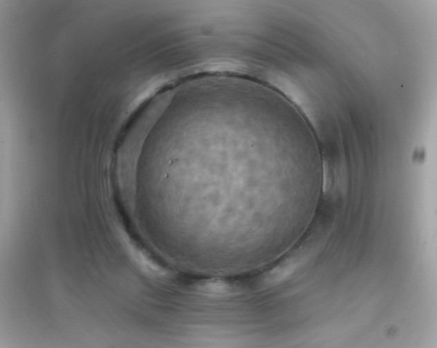 X0000095110253200712071224