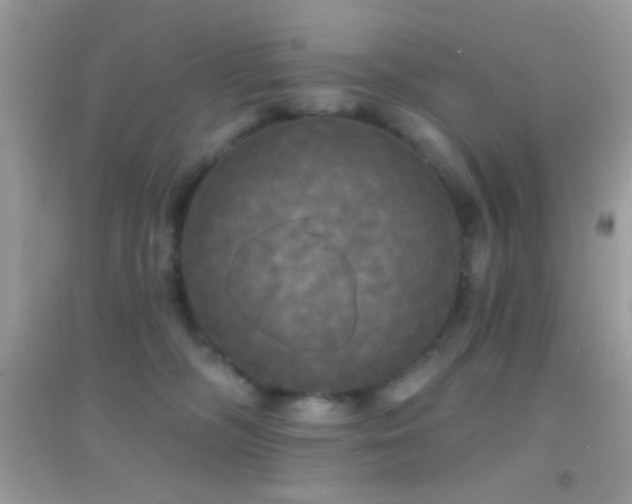 X0000095110326200712071223