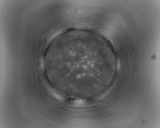 X0000095110335200712071223