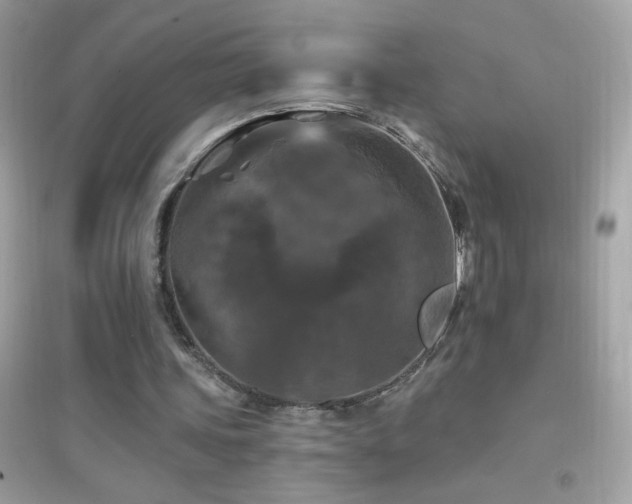 X0000095110339200712071222