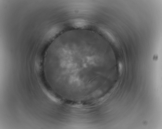 X0000095110408200712071222