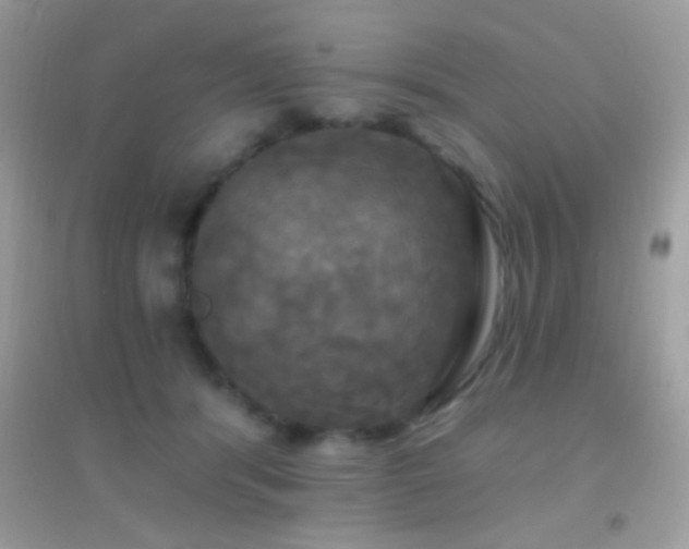 X0000095110416200712071222