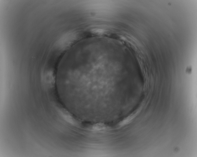 X0000095110420200712071222