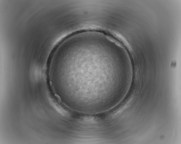 X0000095110439200712071221