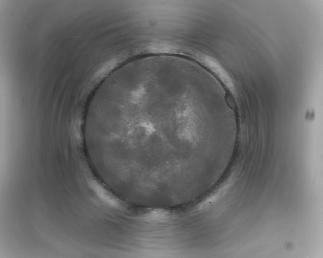 X0000095110441200712071221