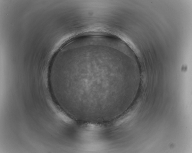 X0000095110442200712071221