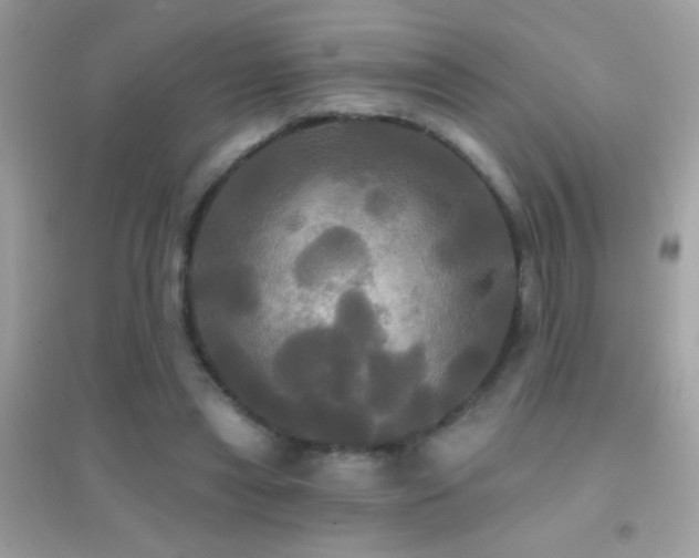 X0000095110445200712071221