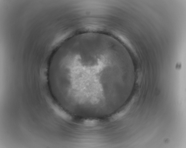 X0000095110450200712071221