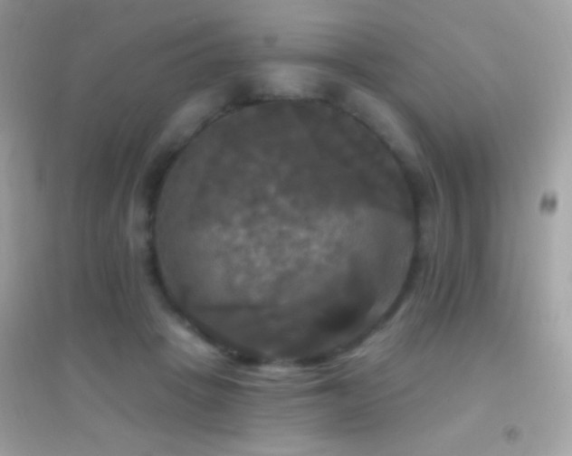 X0000095110457200712071221