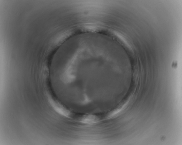 X0000095110459200712071221