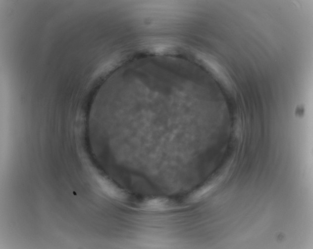 X0000095110461200712071221