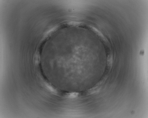 X0000095110474200712071221