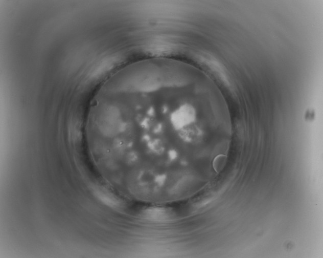 X0000095110499200712071220