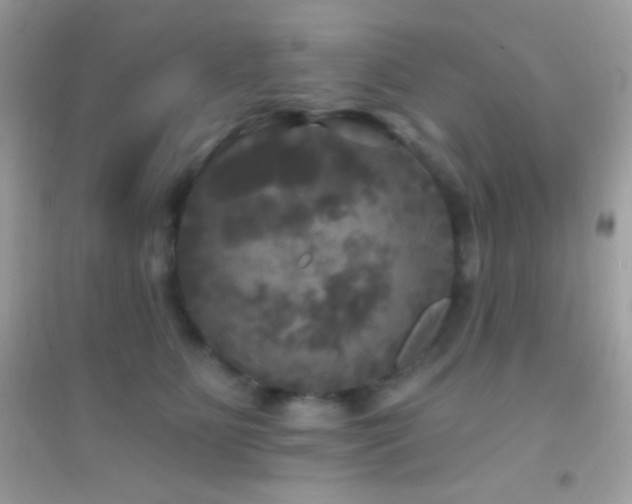 X0000095110515200712071220