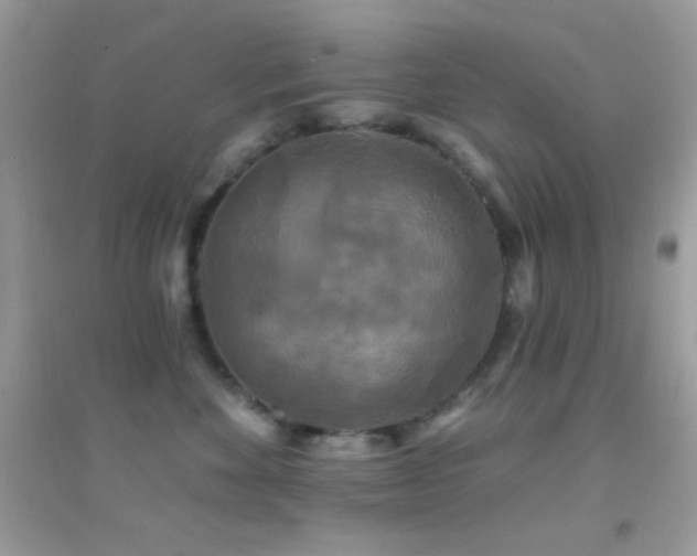 X0000095110524200712071220