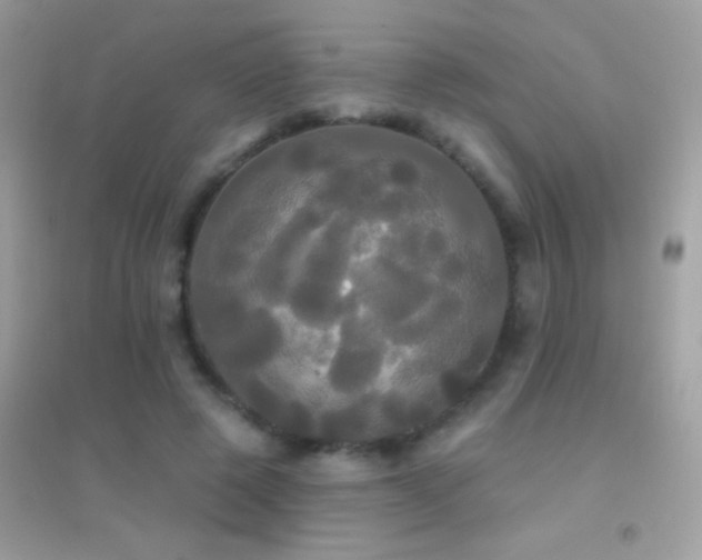 X0000095110545200712071219