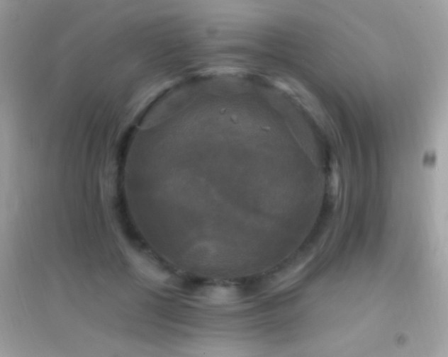 X0000095110552200712071219