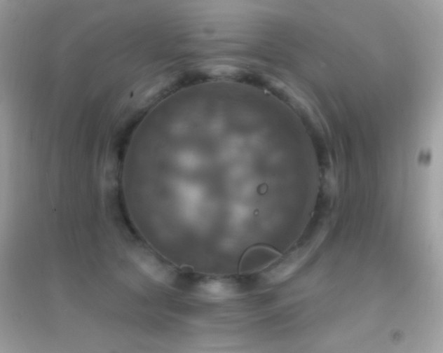 X0000095110561200712071220