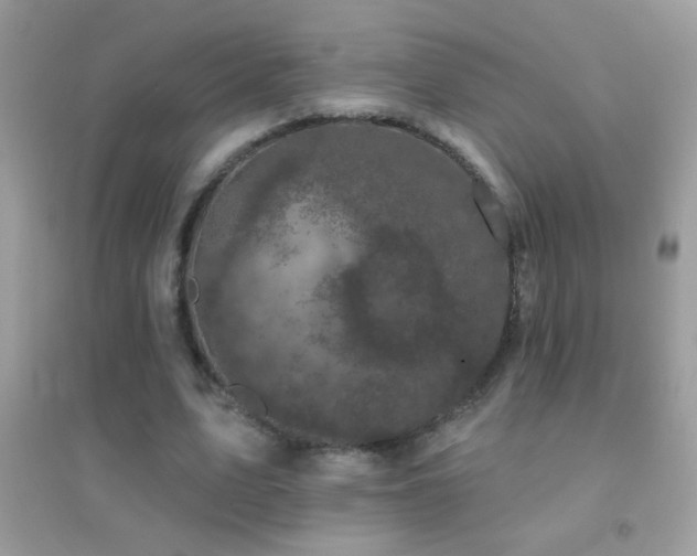 X0000095110583200712071219