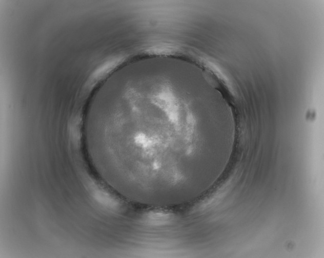 X0000095110586200712071219