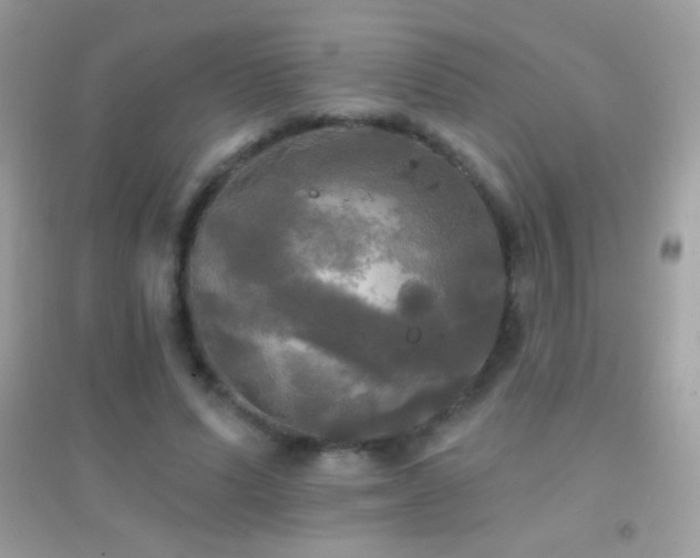 X0000095110591200712071219