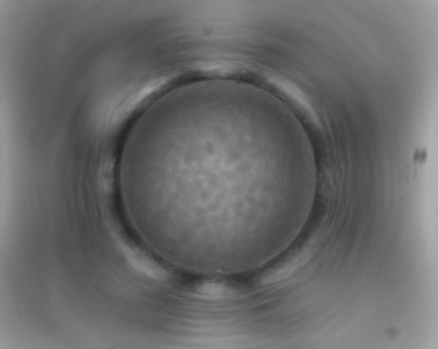 X0000095110596200712071219