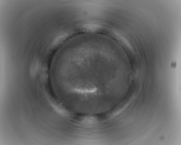 X0000095110599200712071219