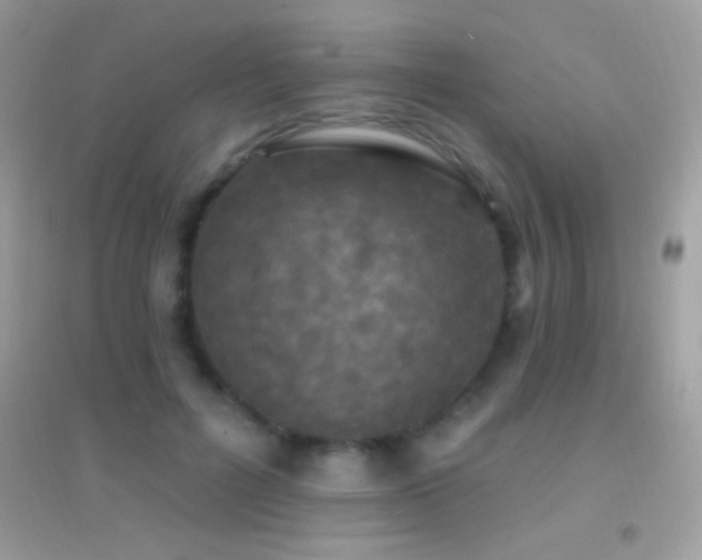 X0000095110600200712071219