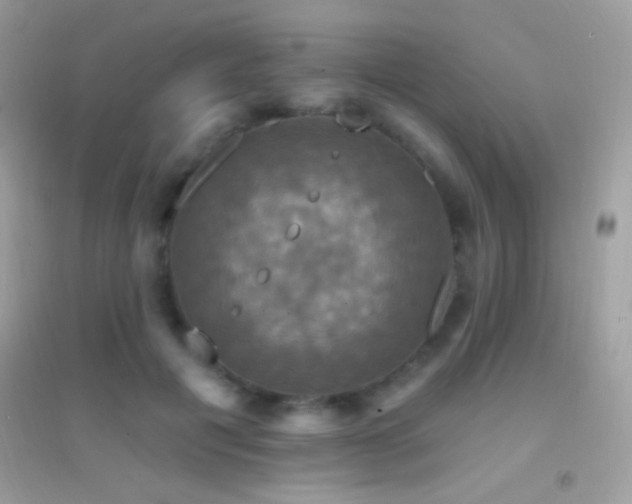 X0000095110601200712071219