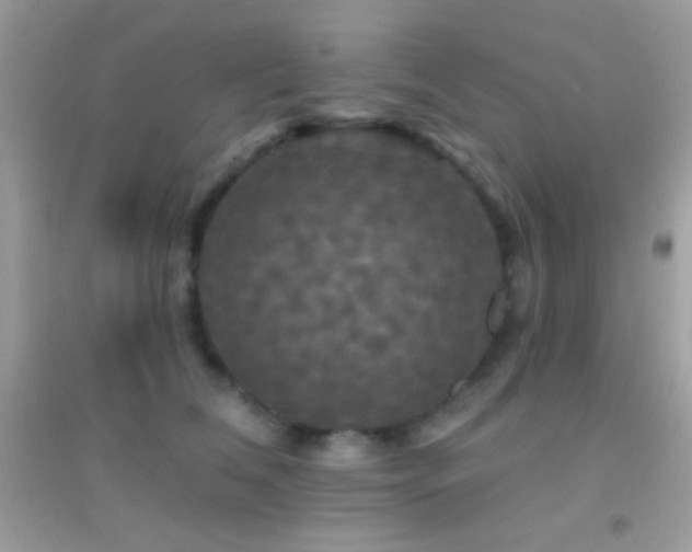 X0000095110612200712071219