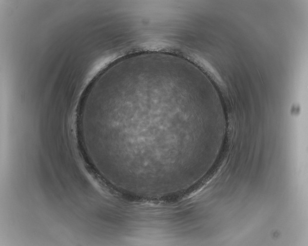 X0000095110626200712071218