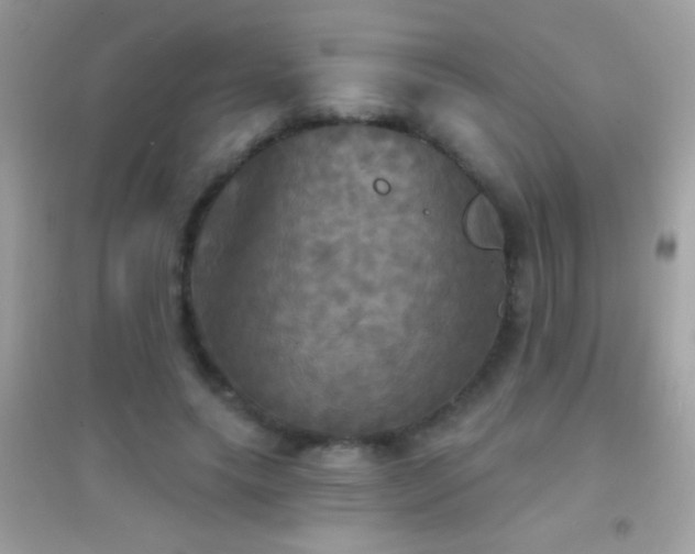 X0000095110639200712071218