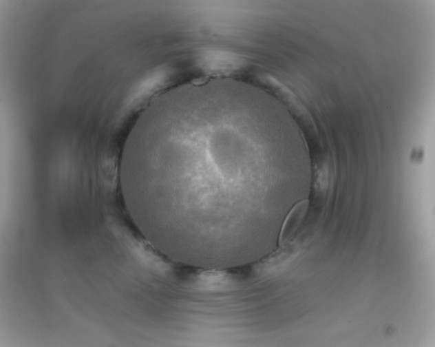 X0000095110666200712071218