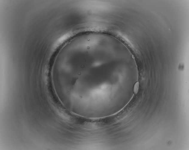 X0000095110679200712071218