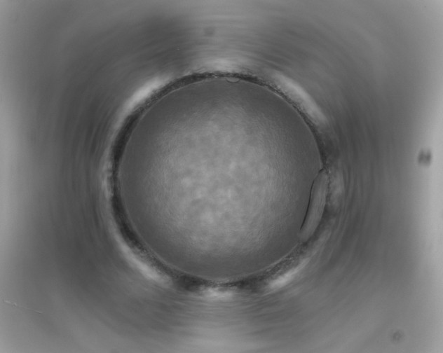 X0000095110680200712071218